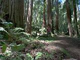 Big Basin Redwood SP 07